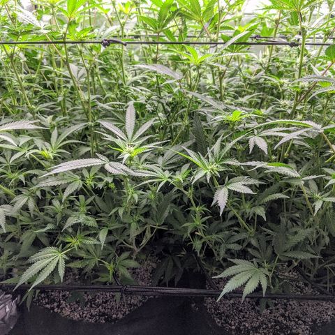 White Widow growlog timeline photo