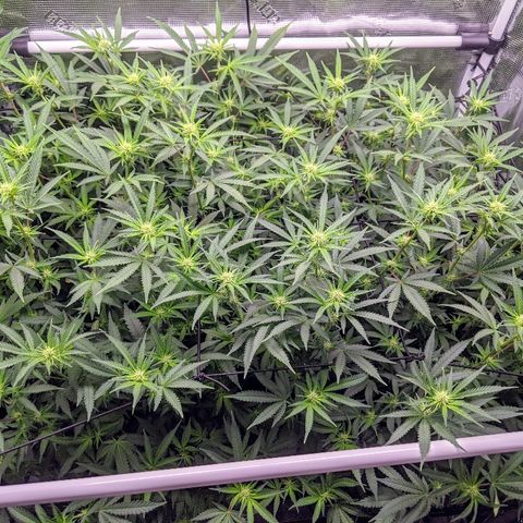 White Widow growlog timeline photo