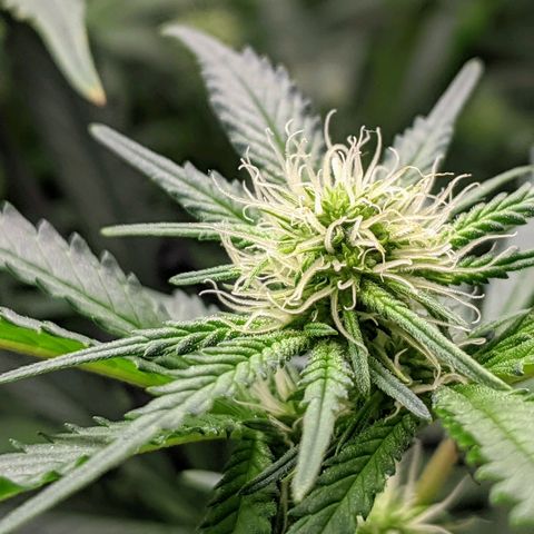 White Widow growlog timeline photo