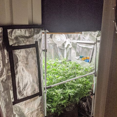 White Widow growlog timeline photo