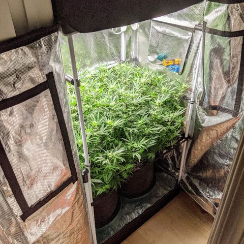 White Widow growlog timeline photo