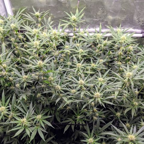 White Widow growlog timeline photo