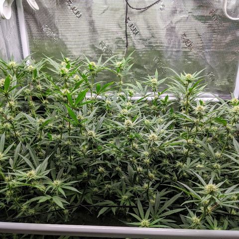 White Widow growlog timeline photo