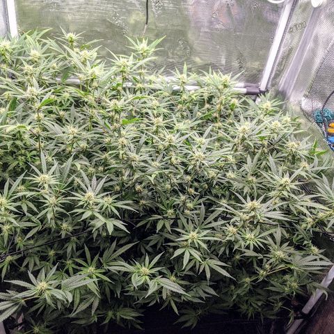 White Widow growlog timeline photo