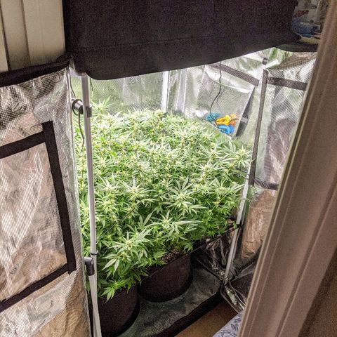 White Widow growlog timeline photo