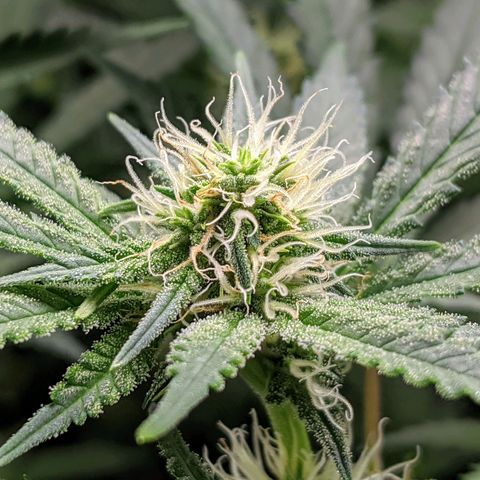 White Widow growlog timeline photo