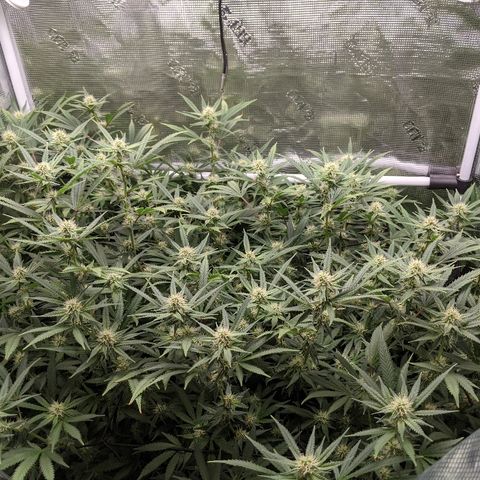 White Widow growlog timeline photo