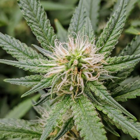 White Widow growlog timeline photo