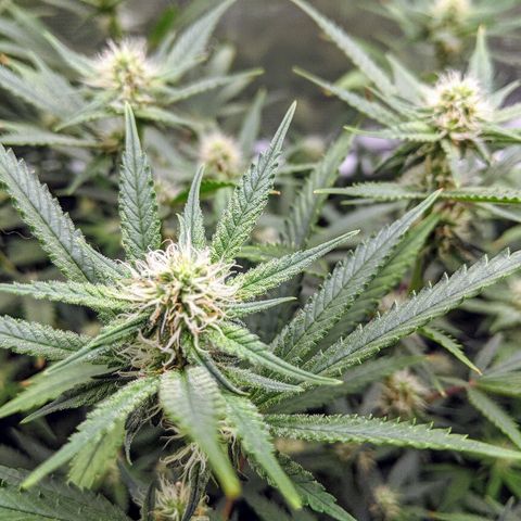 White Widow growlog timeline photo