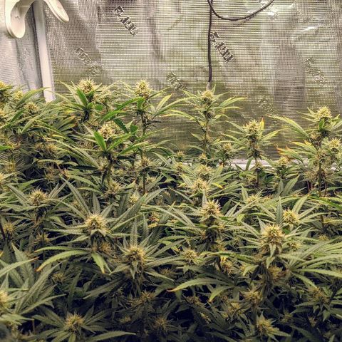 White Widow growlog timeline photo