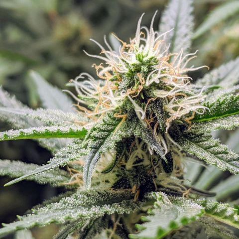 White Widow growlog timeline photo