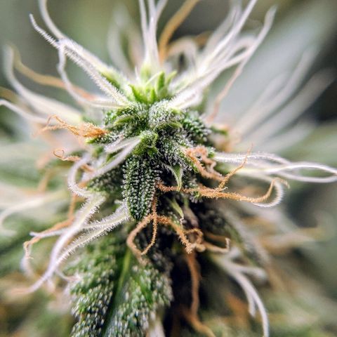 White Widow growlog timeline photo