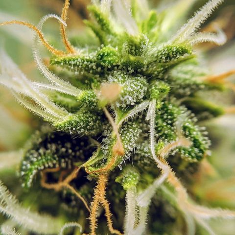 White Widow growlog timeline photo