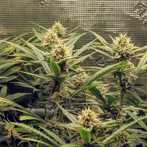 White Widow growlog timeline photo