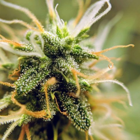White Widow growlog timeline photo