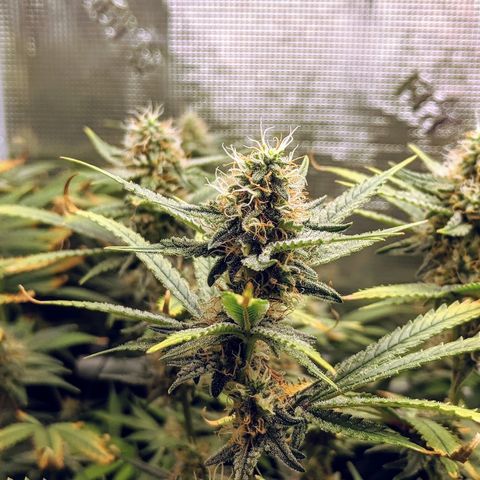 White Widow growlog timeline photo