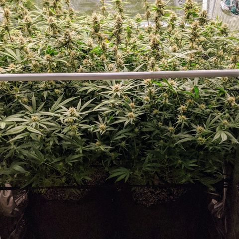 White Widow growlog timeline photo