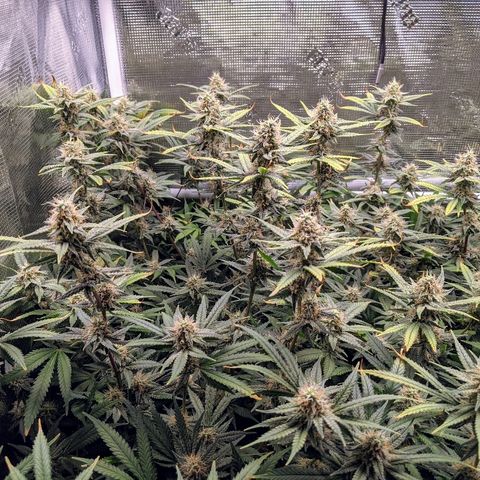 White Widow growlog timeline photo