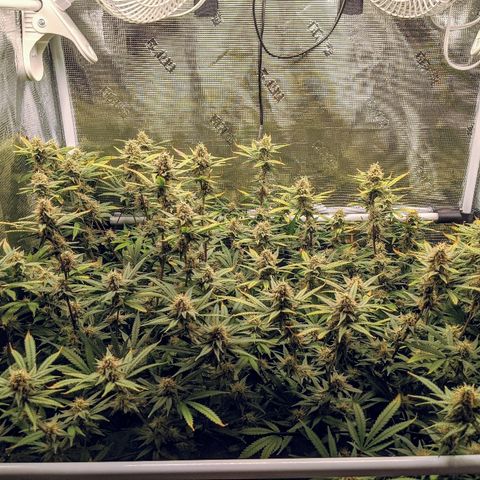 White Widow growlog timeline photo