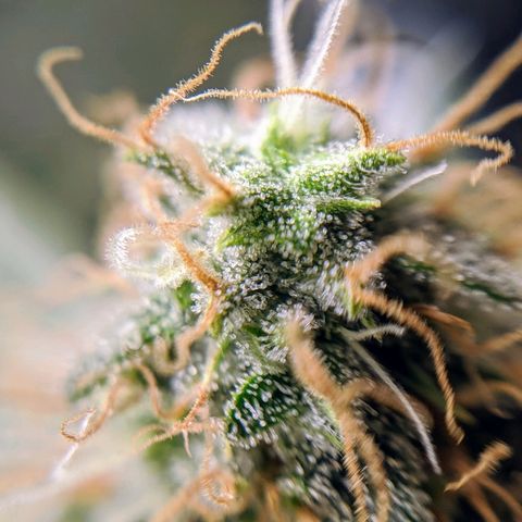 White Widow growlog timeline photo