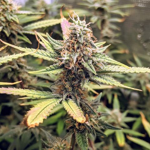 White Widow growlog timeline photo