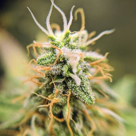 White Widow growlog timeline photo