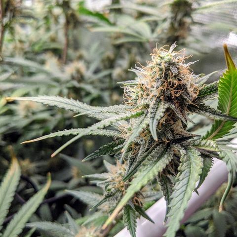 White Widow growlog timeline photo