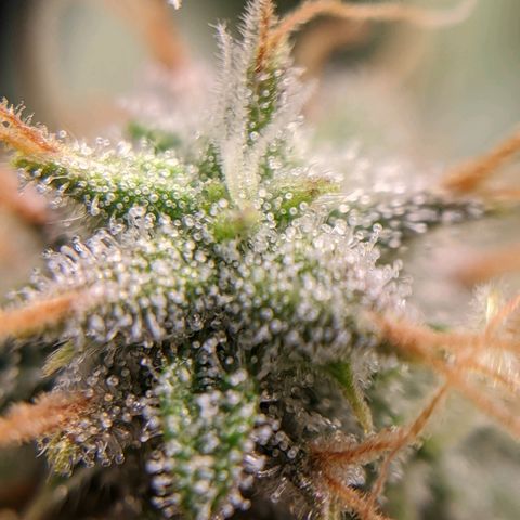 White Widow growlog timeline photo