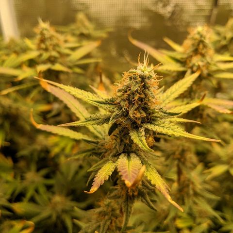 White Widow growlog timeline photo