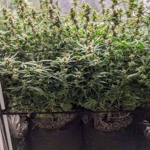 White Widow growlog timeline photo