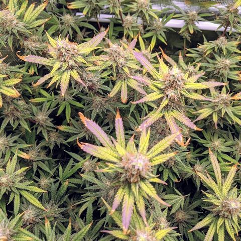White Widow growlog photo: Purple fade!