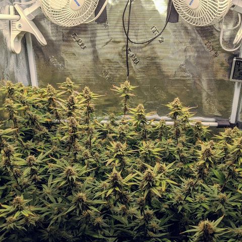 White Widow growlog photo: Purple fade!