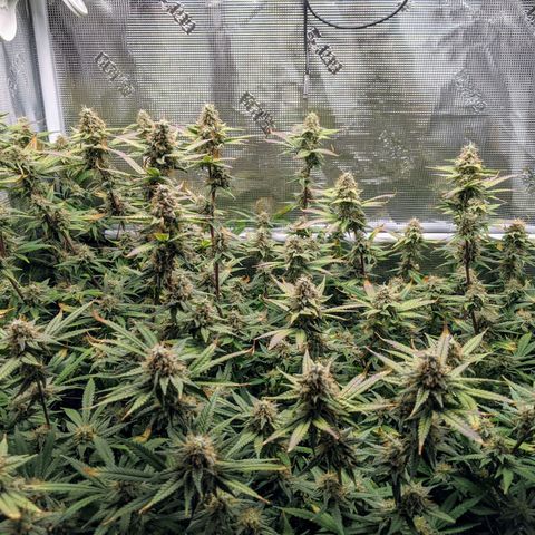 White Widow growlog timeline photo