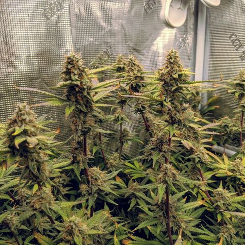 White Widow growlog timeline photo