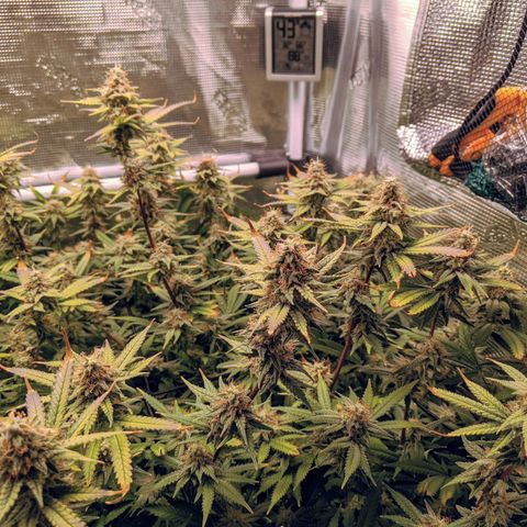 White Widow growlog timeline photo