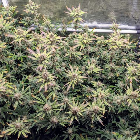 White Widow growlog timeline photo