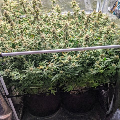 White Widow growlog timeline photo