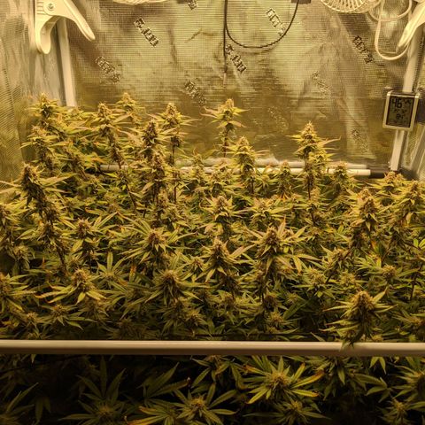 White Widow growlog timeline photo