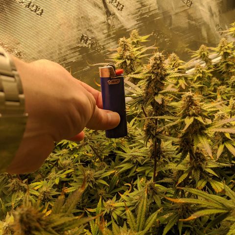 White Widow growlog timeline photo