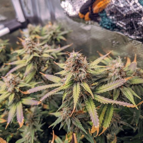 White Widow growlog timeline photo