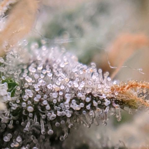 White Widow growlog timeline photo