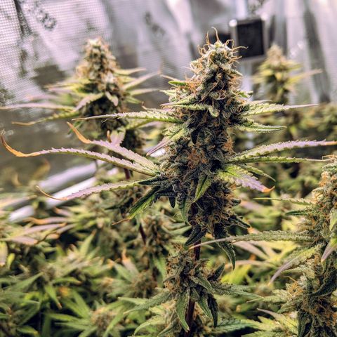 White Widow growlog timeline photo