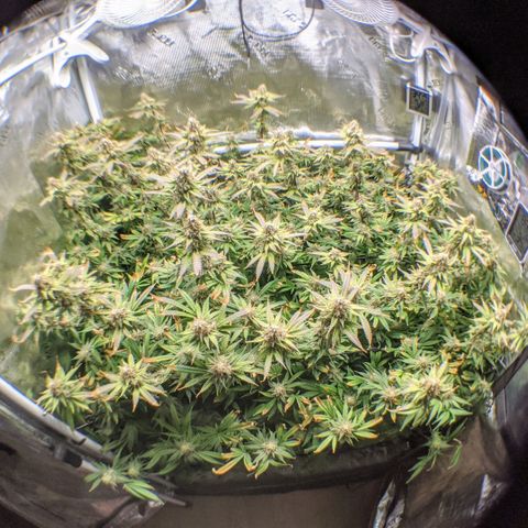 White Widow growlog timeline photo