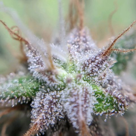 White Widow growlog timeline photo