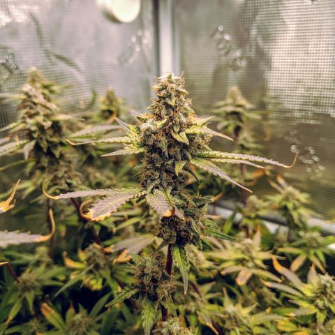 White Widow growlog timeline photo