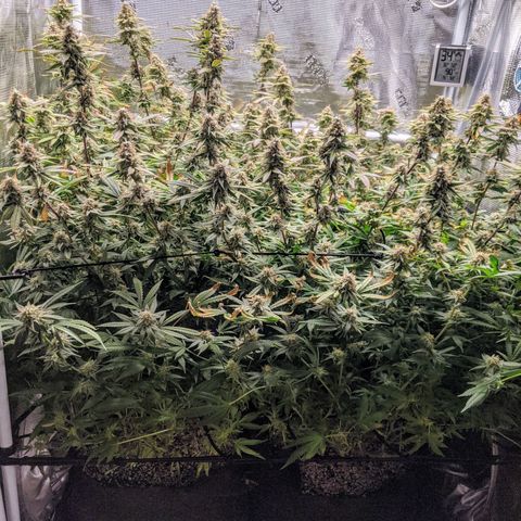 White Widow growlog timeline photo