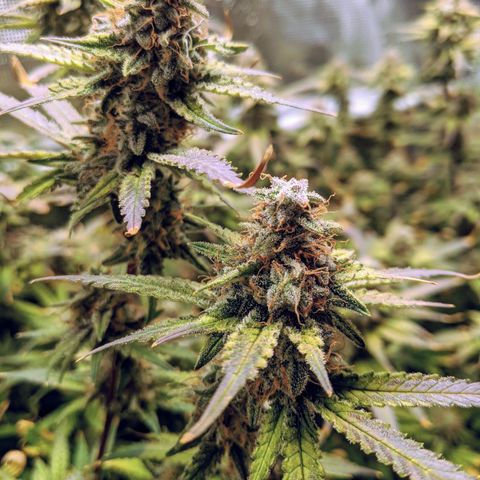 White Widow growlog timeline photo