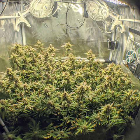 White Widow growlog timeline photo