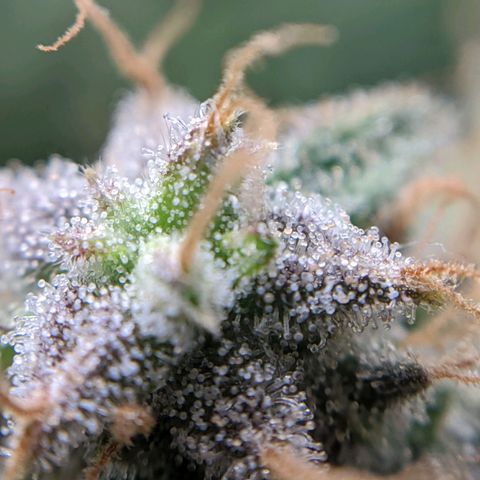 White Widow growlog timeline photo