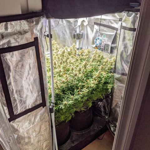 White Widow growlog timeline photo